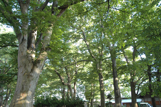 総社神社の境内を包む欅の森